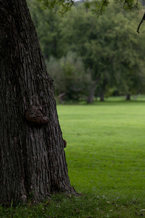 Ellison Park