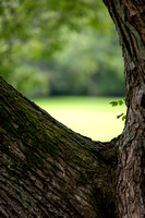 Ellison Park