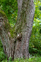 Ellison Park