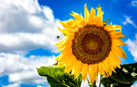 Sunflowers in Farmington