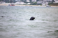 Cape Cod 2023